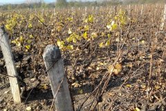 derniere-photo-port-beaujolais-019