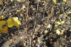 derniere-photo-port-beaujolais-020