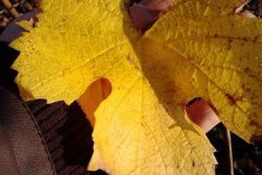 derniere-photo-port-beaujolais-025