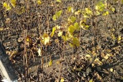 derniere-photo-port-beaujolais-027