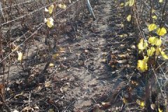 derniere-photo-port-beaujolais-028
