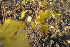 derniere-photo-port-beaujolais-030