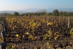 derniere-photo-port-beaujolais-033